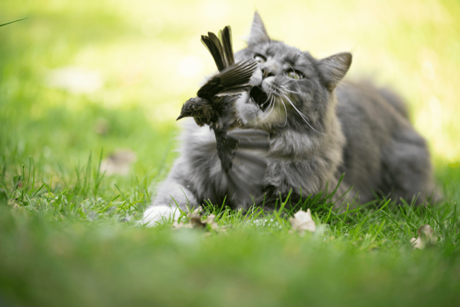 O comportamento de trazer bichos para dentro de casa é instintivo para os gatos e está profundamente enraizado em sua natureza como predadores. Embora possa ser perturbador para os donos, esse comportamento é normal e não deve ser reprimido. Compreender o porquê desse comportamento e oferecer alternativas saudáveis, como brinquedos interativos e um ambiente enriquecido, pode ajudar a reduzir o desejo de caçar no exterior e, ao mesmo tempo, manter seu gato mentalmente e fisicamente ativo. Ao aceitar os instintos naturais do seu gato e fornecer um ambiente seguro e estimulante, você pode ajudar a manter seu gato feliz, saudável e menos propenso a trazer "presentes" inesperados para casa.