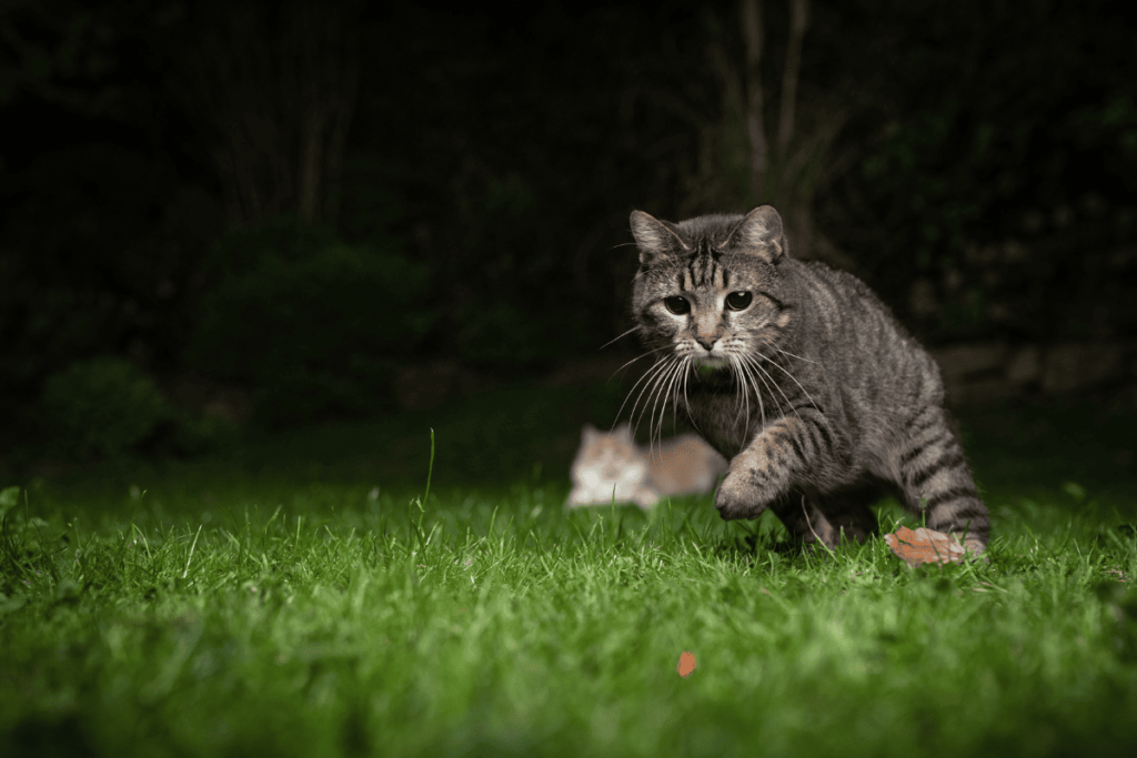 O comportamento de trazer bichos para dentro de casa é instintivo para os gatos e está profundamente enraizado em sua natureza como predadores. 

Embora possa ser perturbador para os donos, esse comportamento é normal e não deve ser reprimido. Compreender o porquê desse comportamento e oferecer alternativas saudáveis, como brinquedos interativos e um ambiente enriquecido, pode ajudar a reduzir o desejo de caçar no exterior e, ao mesmo tempo, manter seu gato mentalmente e fisicamente ativo.

Ao aceitar os instintos naturais do seu gato e fornecer um ambiente seguro e estimulante, você pode ajudar a manter seu gato feliz, saudável e menos propenso a trazer "presentes" inesperados para casa.