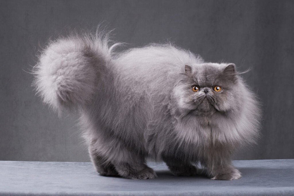O gato persa é uma raça encantadora, cheia de charme e personalidade. Com seu temperamento calmo e aparência majestosa, ele se adapta bem a ambientes tranquilos e a tutores que estejam dispostos a dar toda a atenção necessária para sua pelagem e saúde. Se você está disposto a assumir esses cuidados, o gato persa certamente será um companheiro amoroso e leal por muitos anos.