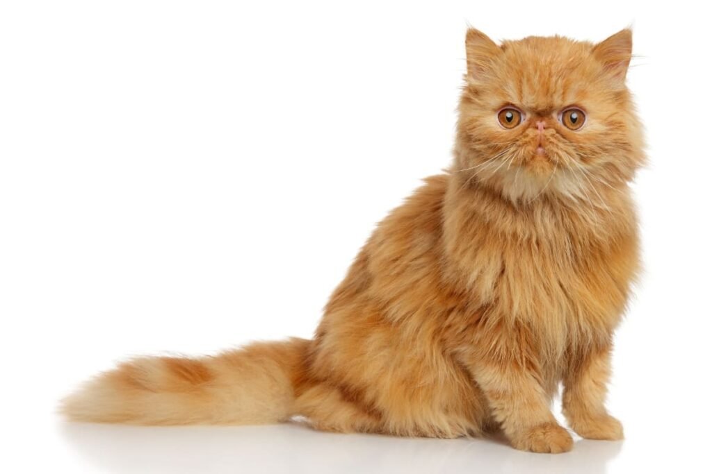 O gato persa é uma raça encantadora, cheia de charme e personalidade. Com seu temperamento calmo e aparência majestosa, ele se adapta bem a ambientes tranquilos e a tutores que estejam dispostos a dar toda a atenção necessária para sua pelagem e saúde. Se você está disposto a assumir esses cuidados, o gato persa certamente será um companheiro amoroso e leal por muitos anos.