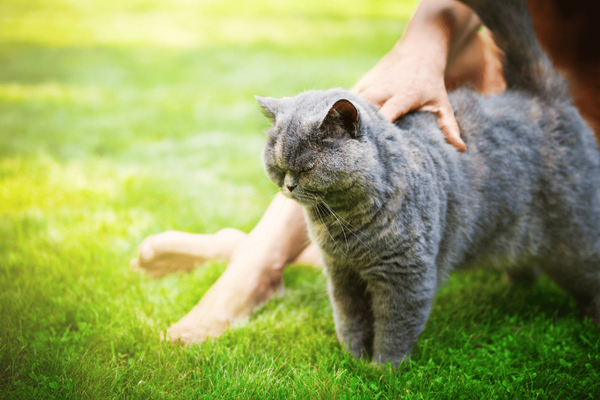 Ronronar Rugido Por Que o Gato Ronrona? Entenda o Significado e os Benefícios