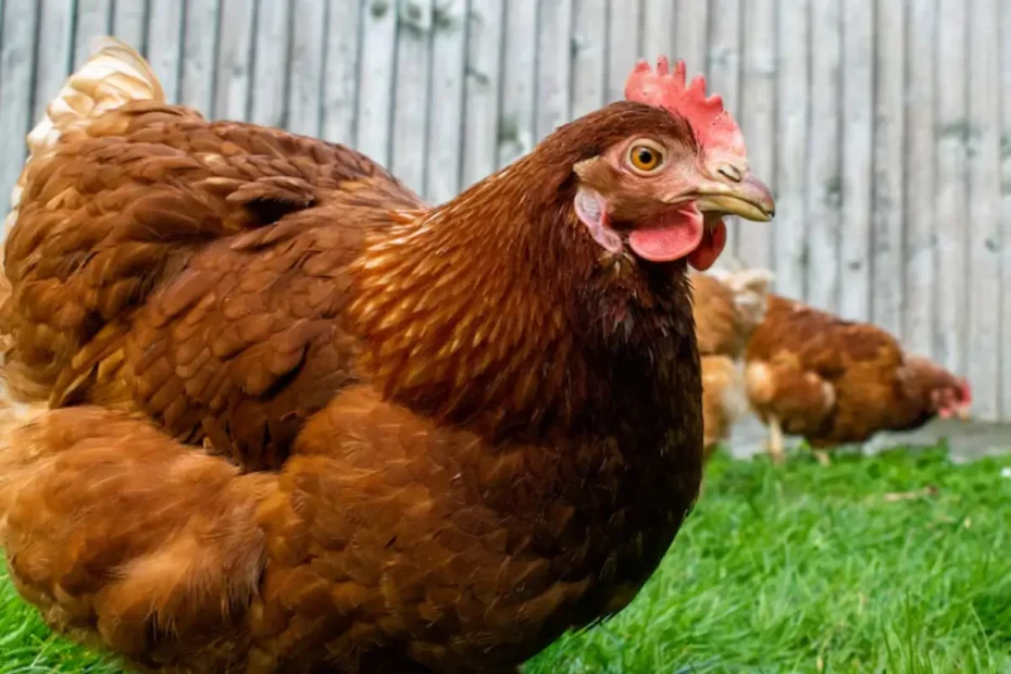 Como criar galinha poedeira em ambiente adequado para alta produtividade
