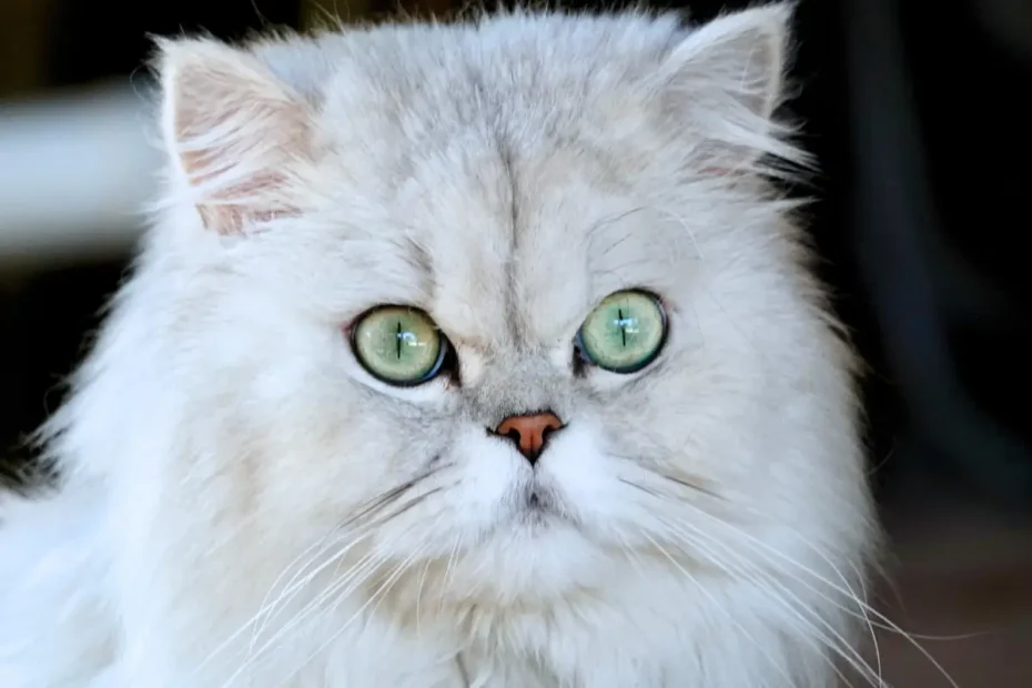 Cachorro e gato persa se socializando de forma amigável em um ambiente doméstico