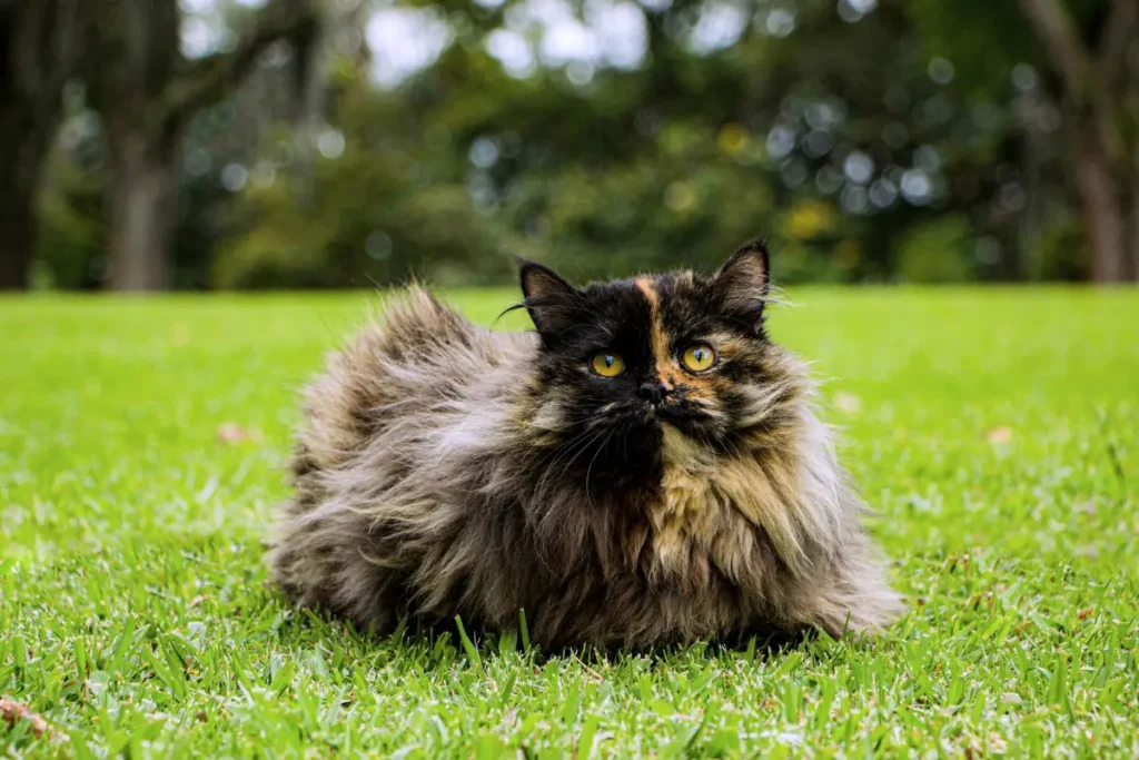 Gato persa de pelos longos e sedosos, com olhos grandes e expressivos.