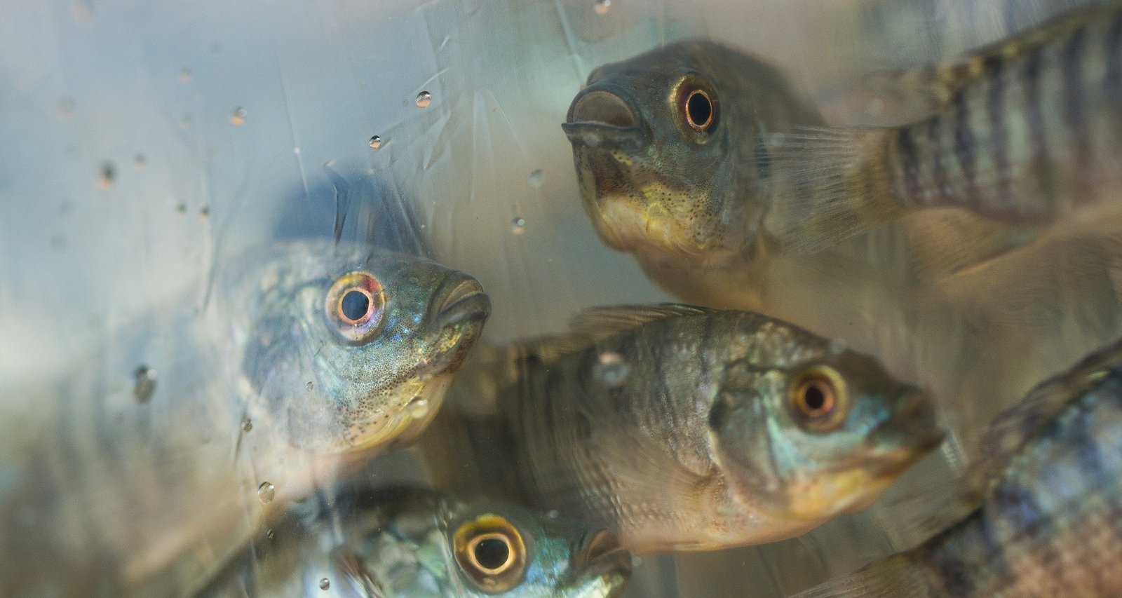 Exportações de tilápia avançam 52% no 1º semestre, mas tarifa dos EUA pode estagnar vendas - Imagem do artigo original