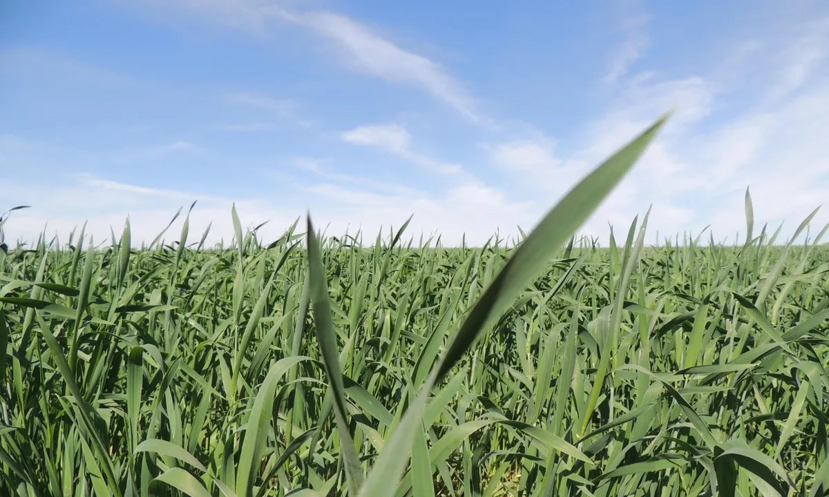 Cotações do trigo recuam no Brasil e seguem tendência internacional - Imagem do artigo