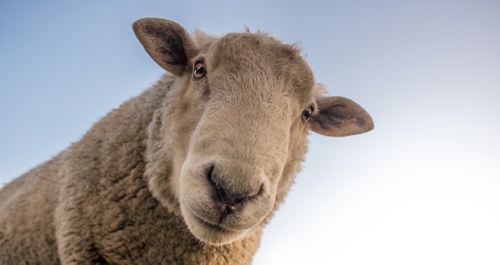 Brasil recebe aval para embarcar ovinos vivos rumo à Argélia - Imagem do artigo original