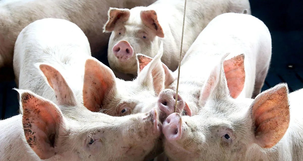 Exportações de tilápia concentram impacto do tarifaço dos EUA, diz ABPA - Imagem do artigo