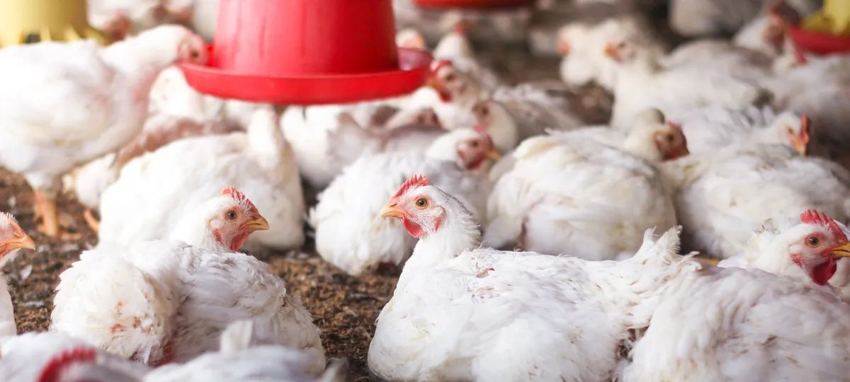 Associação afirma que embargos ao frango brasileiro por gripe aviária não têm respaldo técnico - Imagem do artigo