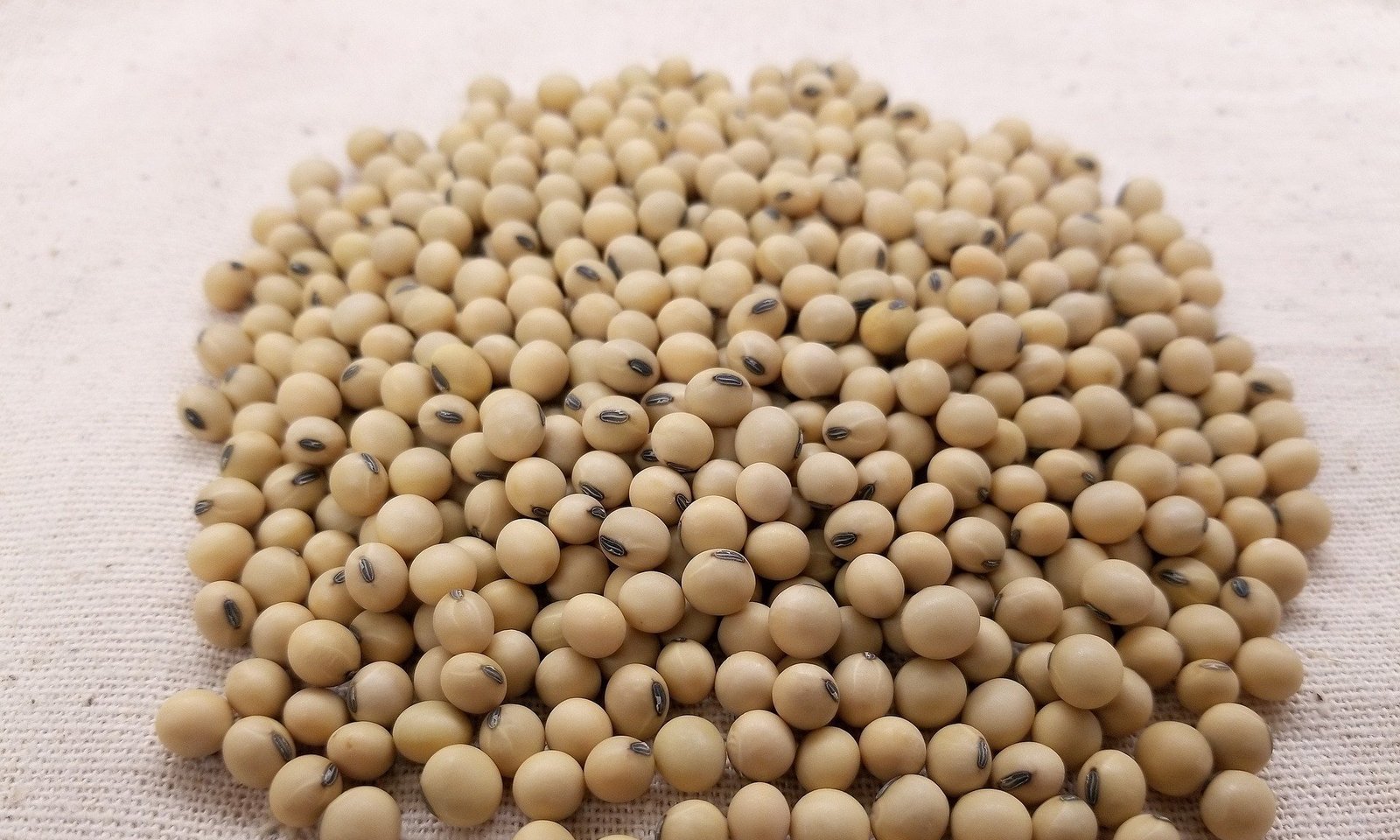 Industrialização da soja pode multiplicar por quatro sua contribuição ao PIB do agro, aponta Embrapa - Imagem do artigo