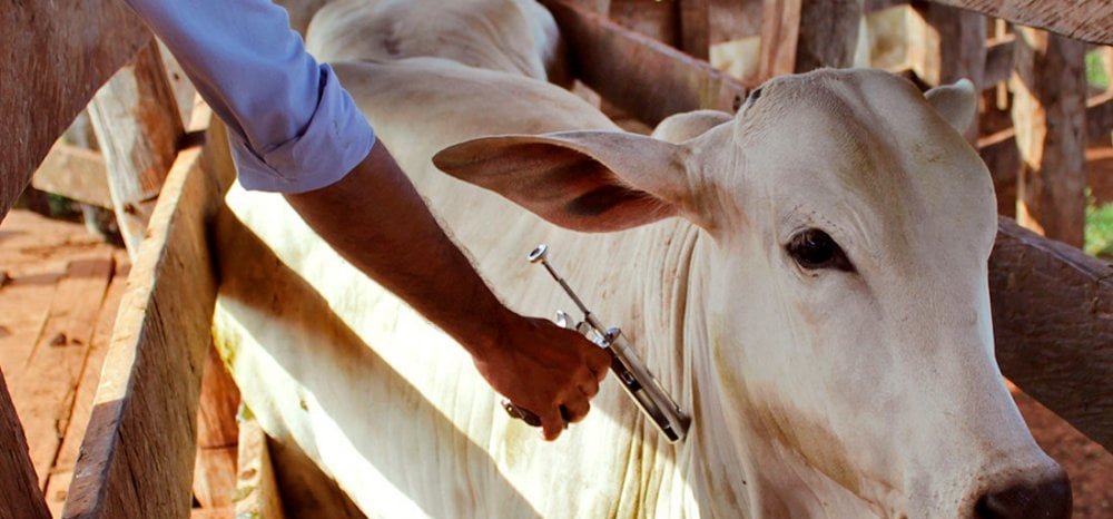 Ministério da Agricultura proíbe uso dos lotes 016/2024 e 018/2024 da vacina Excell 10 após morte de mais de 100 animais - Imagem do artigo