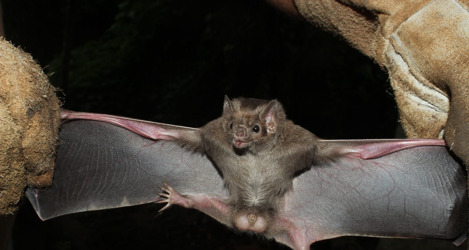 Agrodefesa reforça ações contra raiva em Carmo do Rio Verde (GO) após registros em quatro fazendas - Imagem do artigo