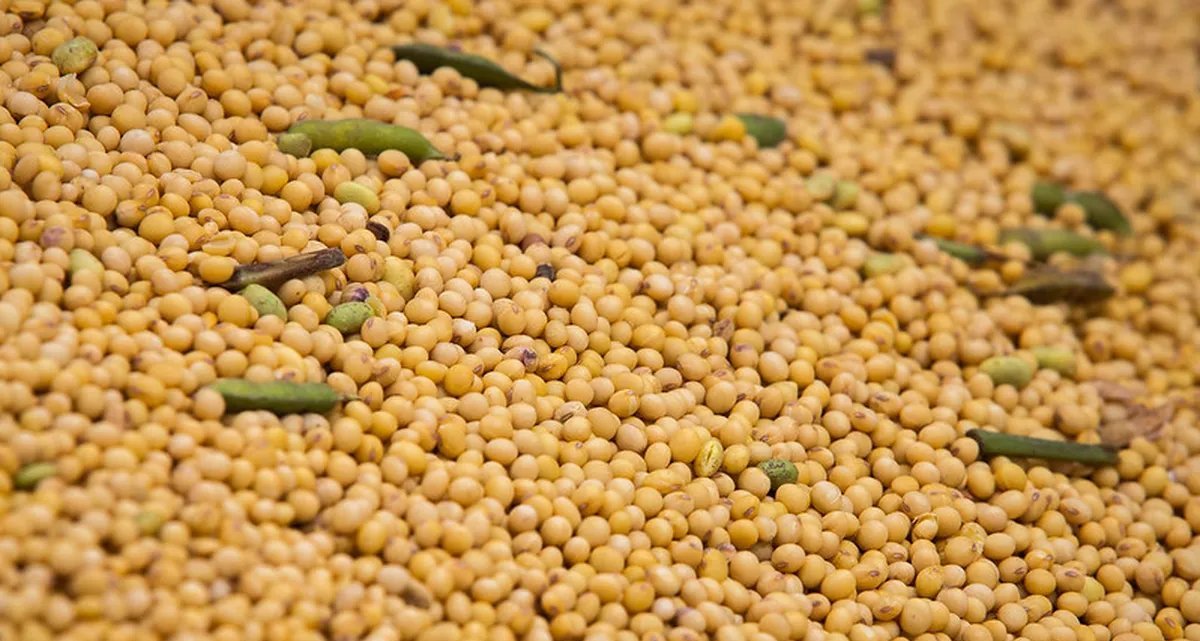 China mantém foco na soja brasileira e adia compras do grão dos Estados Unidos - Imagem do artigo