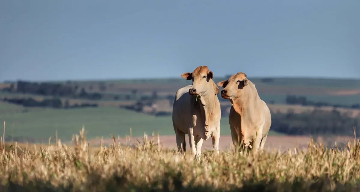 Valores do boi gordo seguem sem variação significativa na maior parte do país - Imagem do artigo