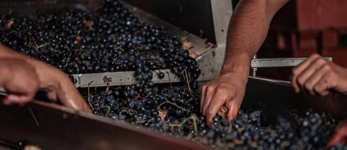 Produção de vinho em casa é possível, mas requer atenção à qualidade da uva e ao controle do processo - Imagem do artigo