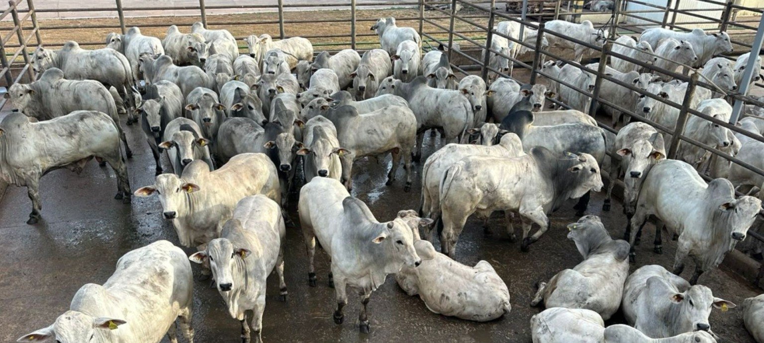 Avaliação de 784 carcaças marca etapa do Circuito Nelore de Qualidade em Confresa (MT) - Imagem do artigo
