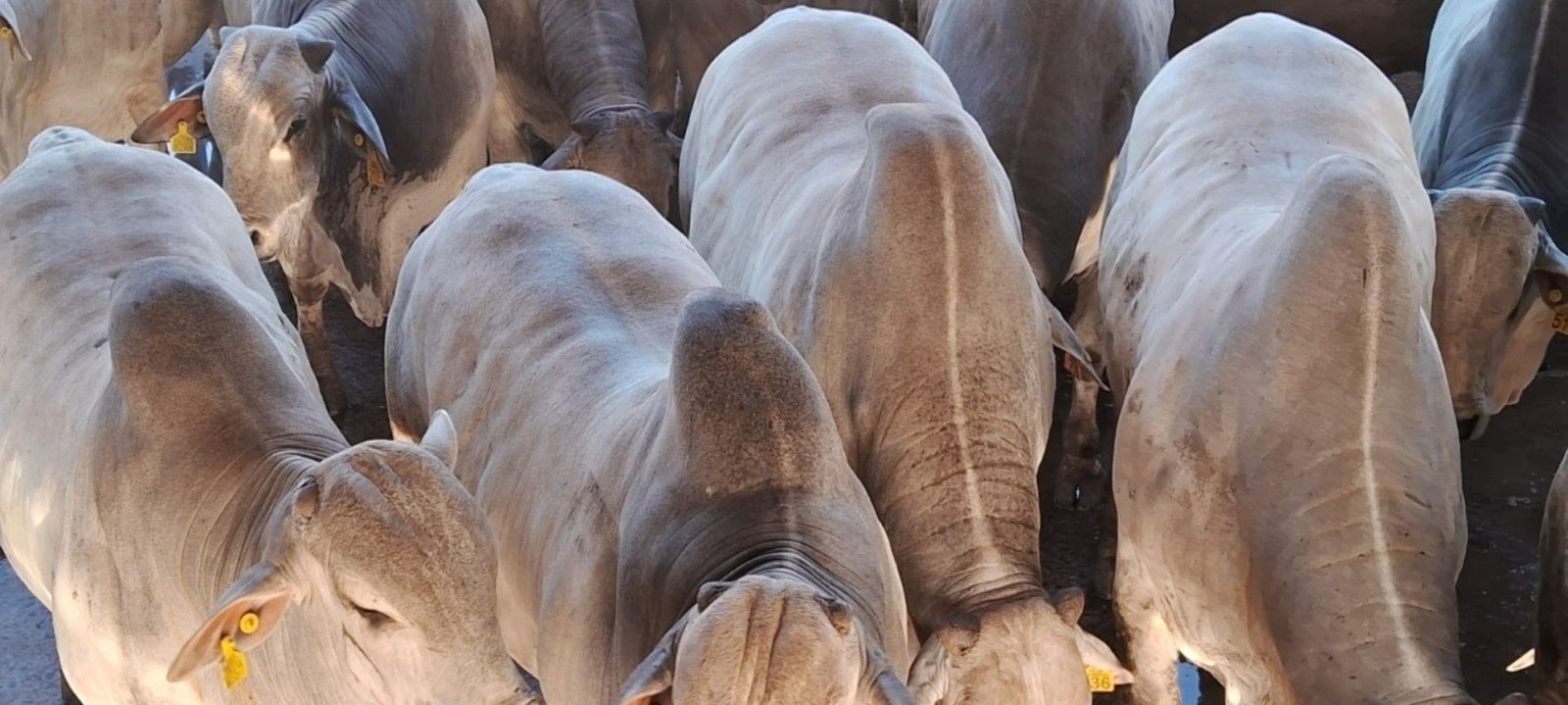 Boi Nelore de 22 meses alcança 29,7 arrobas e quebra recorde de carcaça em Lins (SP) - Imagem do artigo