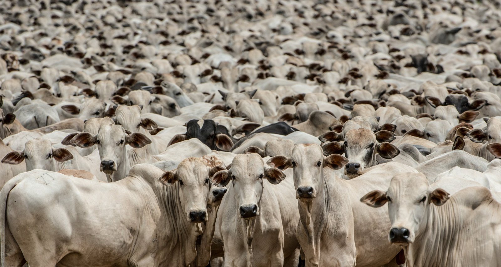 Preços do boi gordo seguem caminhos distintos, enquanto exportações sustentam mercado - Imagem do artigo original