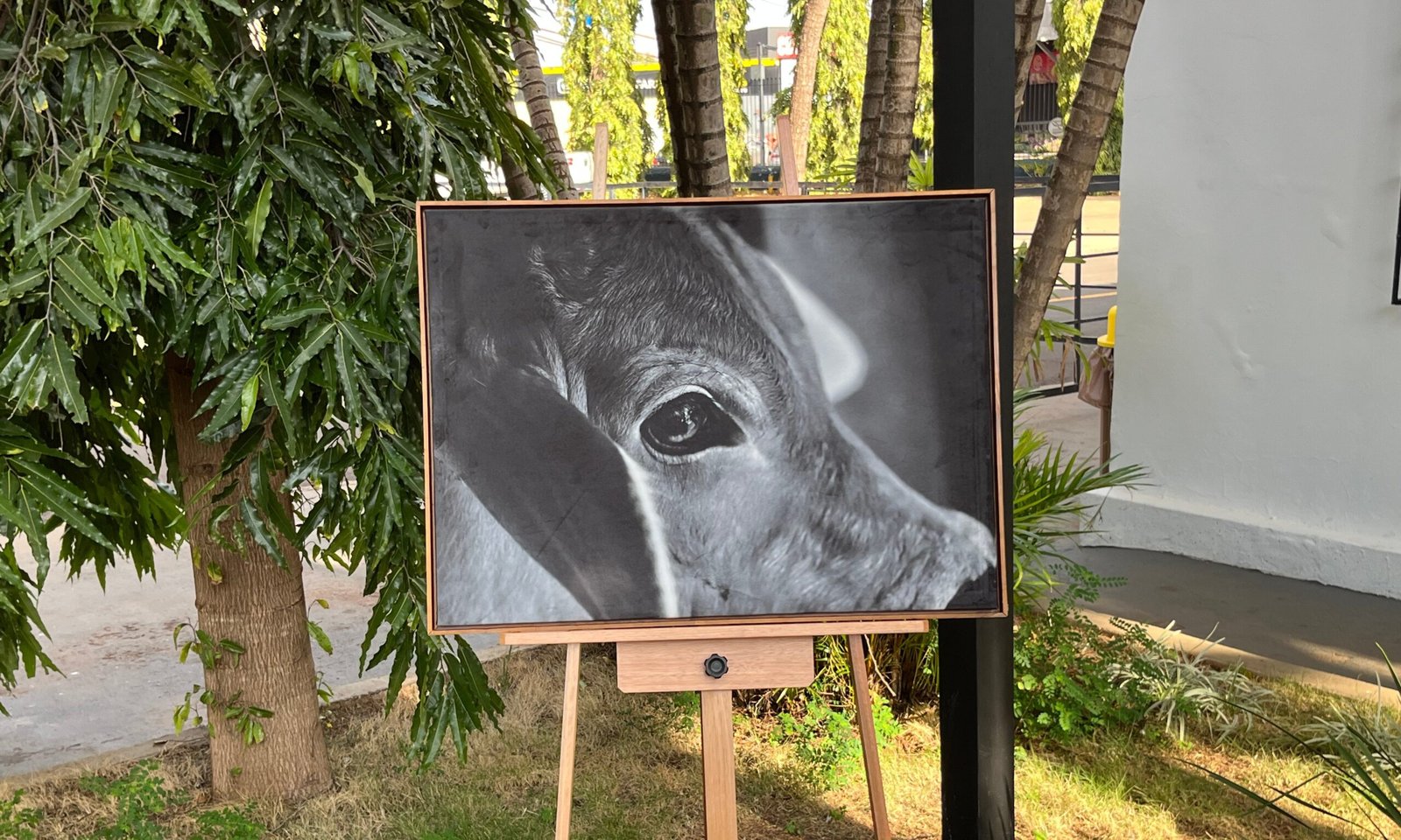 Fotógrafa Guta Alonso leva cotidiano da pecuária para exposição na 18ª Expogenética - Imagem do artigo original