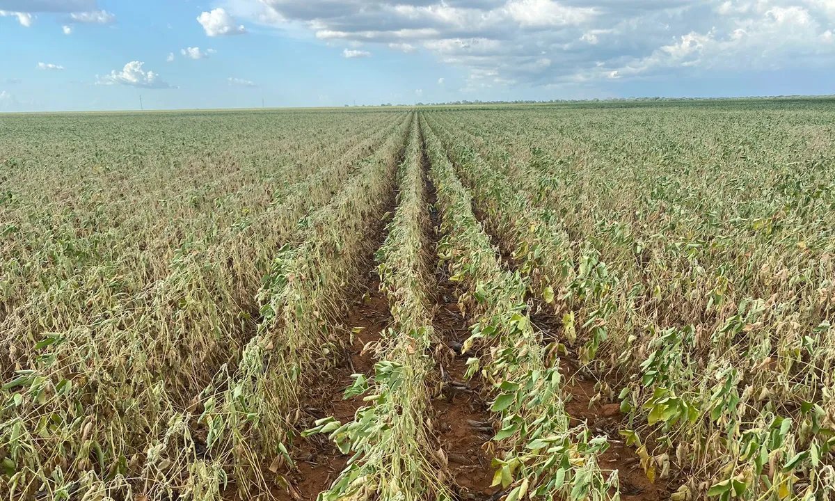 Justiça do DF suspende decisão do Cade e mantém em vigor a Moratória da Soja - Imagem do artigo