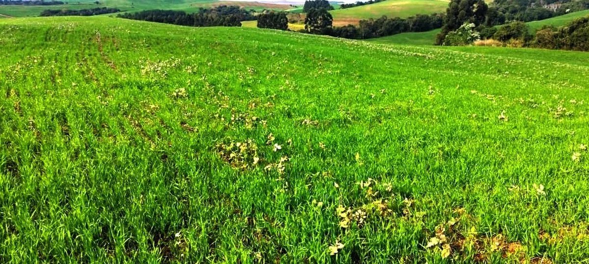 Fim do vazio sanitário libera plantio de soja em regiões do Paraná no dia 1º de setembro - Imagem do artigo