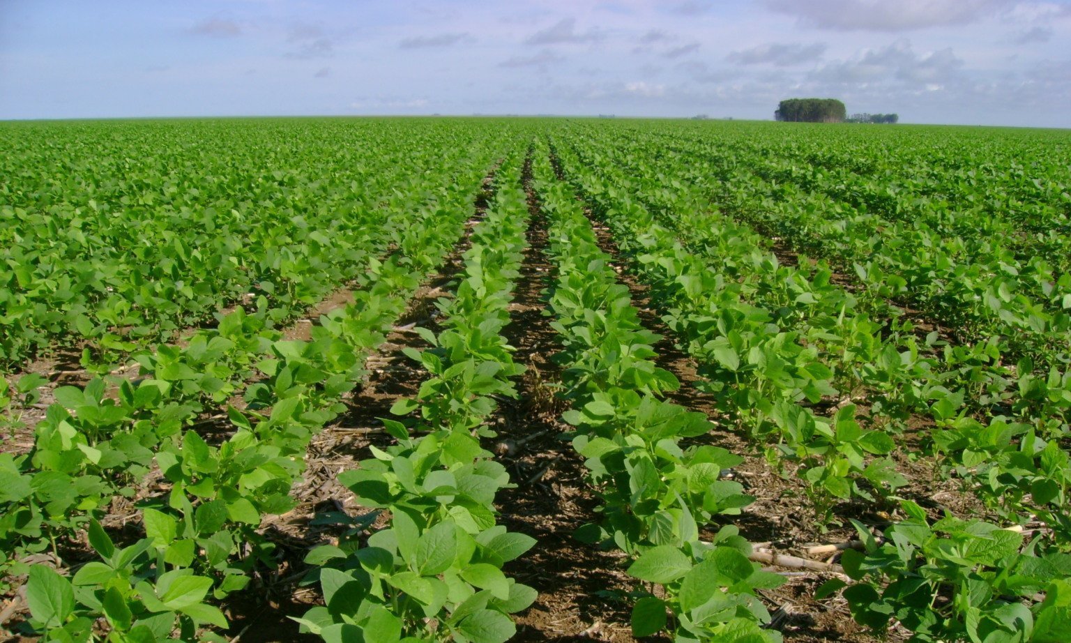 Justiça mantém Moratória da Soja após liminar obtida pela Abiove - Imagem do artigo