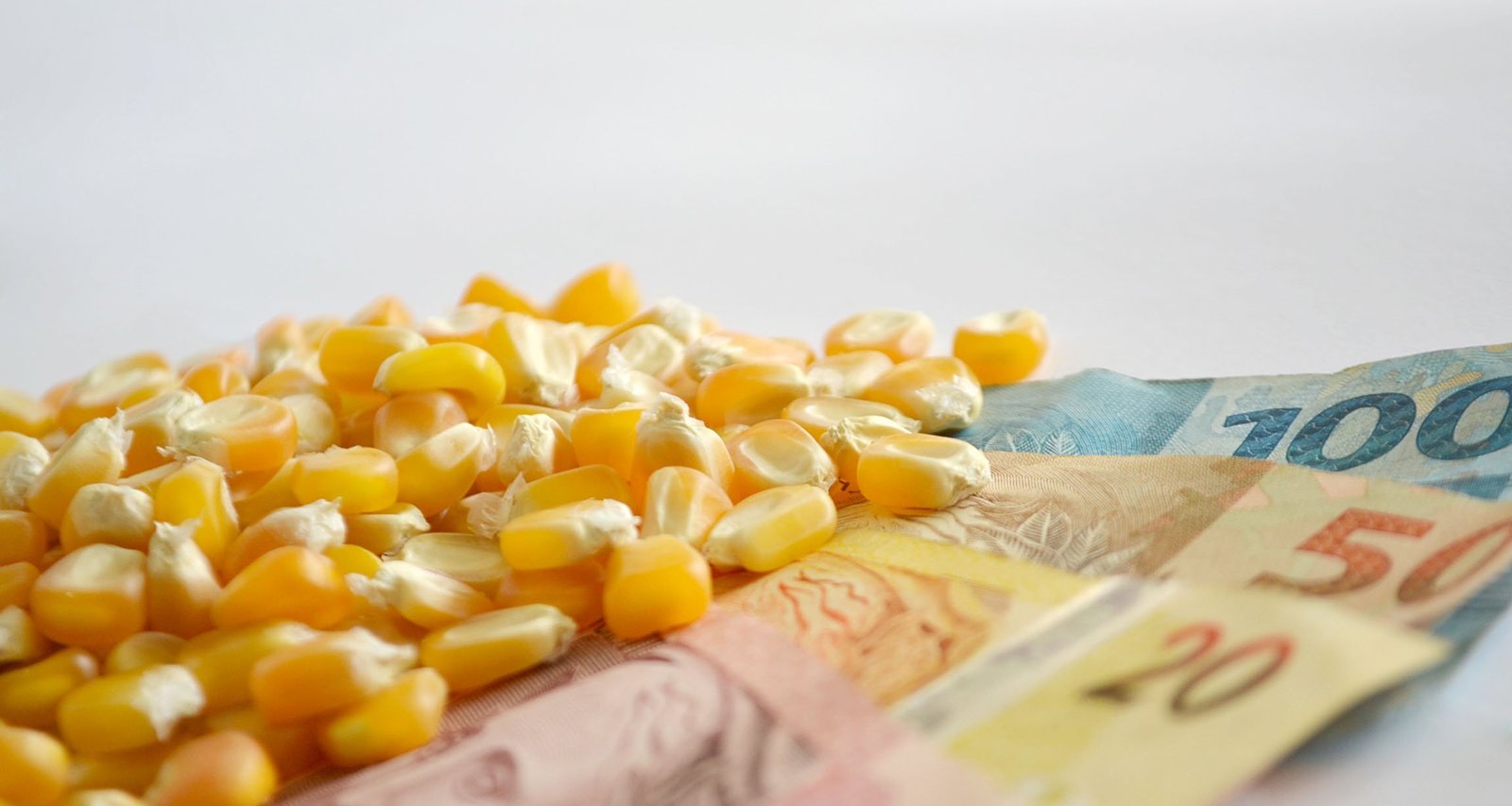 Preços do milho recuam em Chicago após sinal de supersafra nos EUA, mas mercado brasileiro segue firme - Imagem do artigo