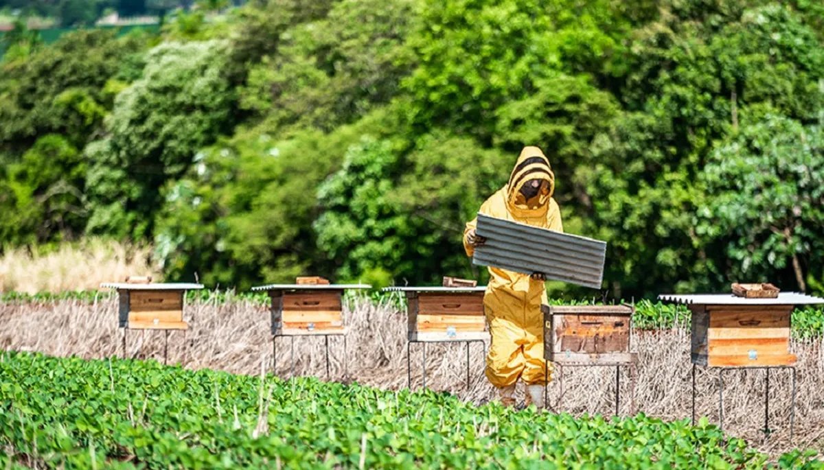 Cartilha orienta integração entre cultivo de soja e produção de mel - Imagem do artigo