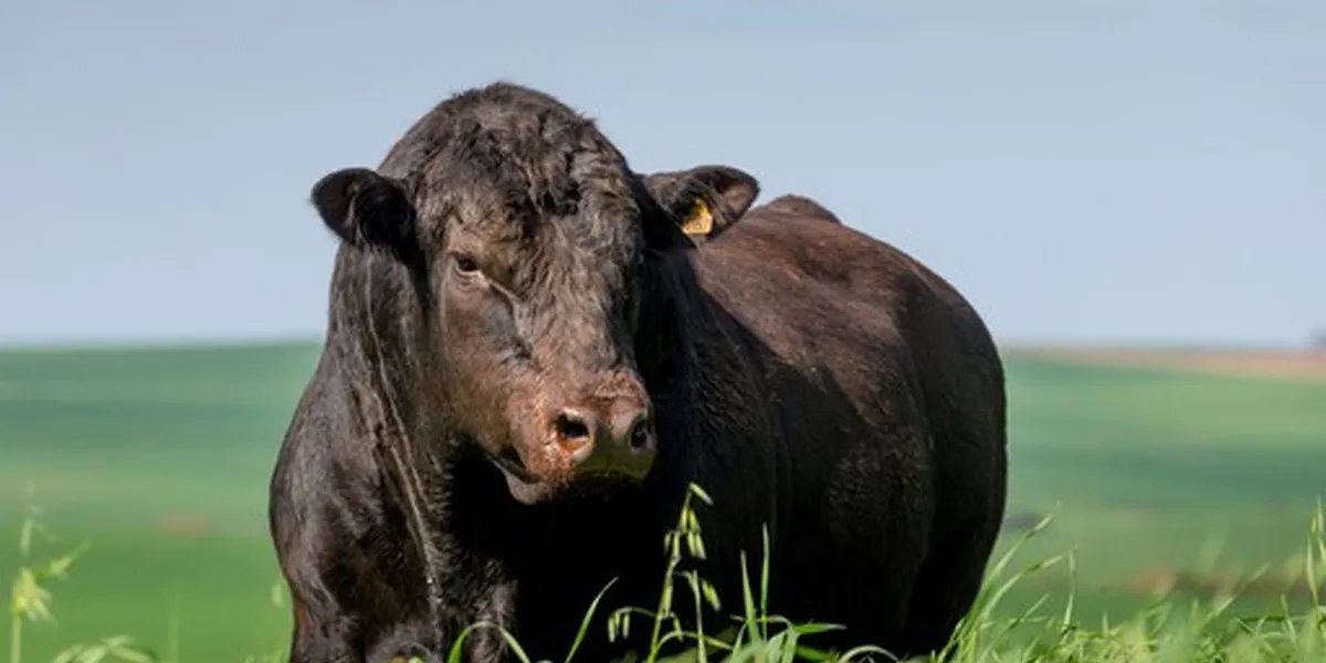 Brasil registra 21,1 milhões de toneladas de metano em 2023, segundo Observatório do Clima - Imagem do artigo