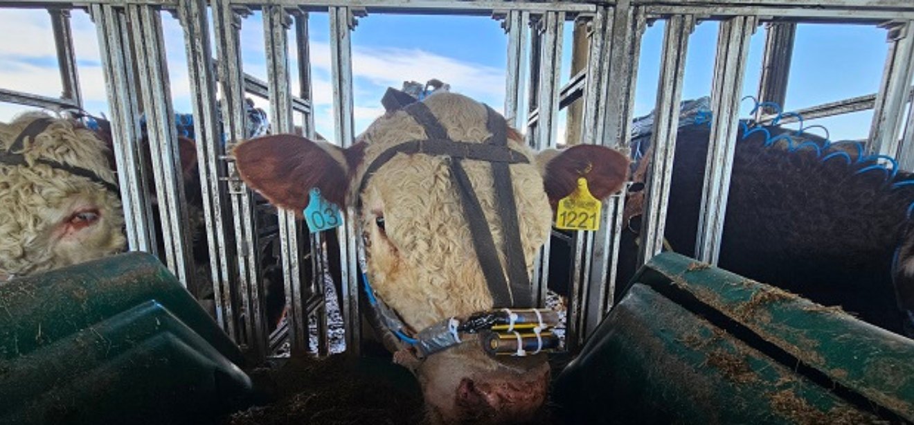 Pesquisa da Embrapa une genética e manejo para reduzir metano na pecuária do Pampa - Imagem do artigo original