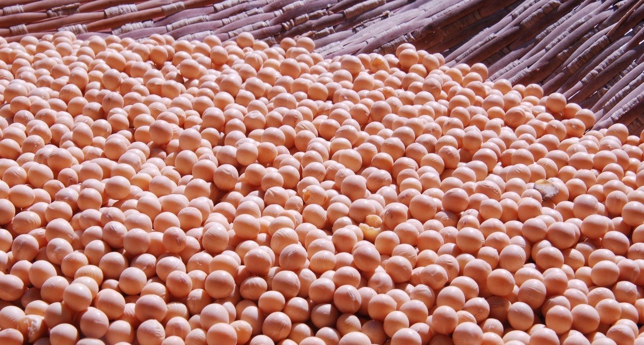 Mercado de soja segue travado e só duas praças registram alta nas cotações - Imagem do artigo