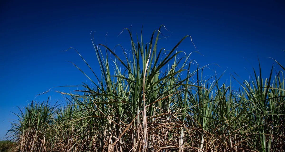 Setor de etanol e distribuidoras divulgam nota de apoio à Operação Carbono Oculto - Imagem do artigo