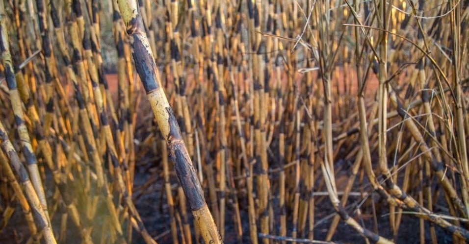 Governo paulista interrompe queimas controladas por 30 dias devido à estiagem - Imagem do artigo