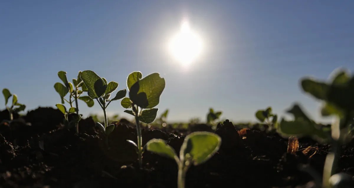 Soja recua no Paraná após projeção de aumento de área para a safra 2025/26 - Imagem do artigo