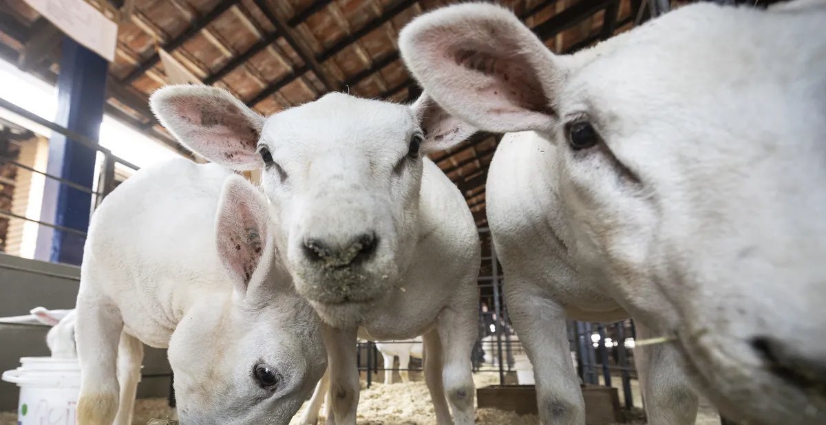 Ministério da Agricultura apura 308 mortes de animais após uso da vacina EXCELL 10 - Imagem do artigo