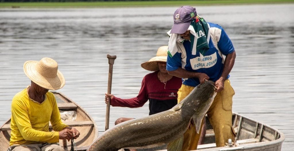 Ibama autoriza captura de 19,4 mil pirarucus na Reserva Mamirauá - Imagem do artigo
