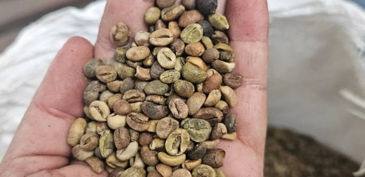 Fiscalização conjunta confisca e inutiliza mais de duas toneladas de café em Campos dos Goytacazes (RJ) - Imagem do artigo