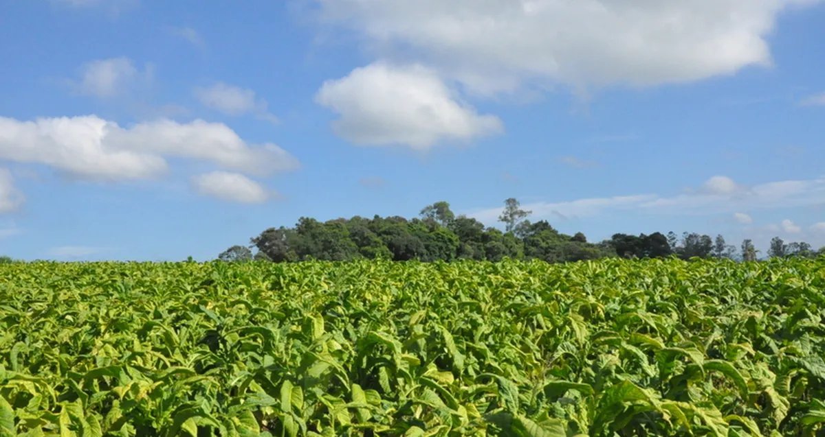 Produção de tabaco no Sul atrai mais de 5 mil novas famílias e atinge 38 mil produtores - Imagem do artigo