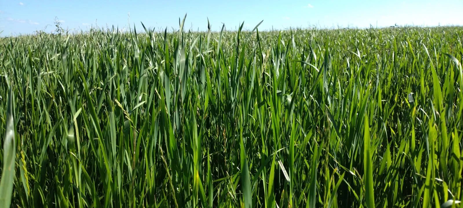 Produtores do Sul projetam safra de trigo com alta produtividade e grãos de qualidade - Imagem do artigo