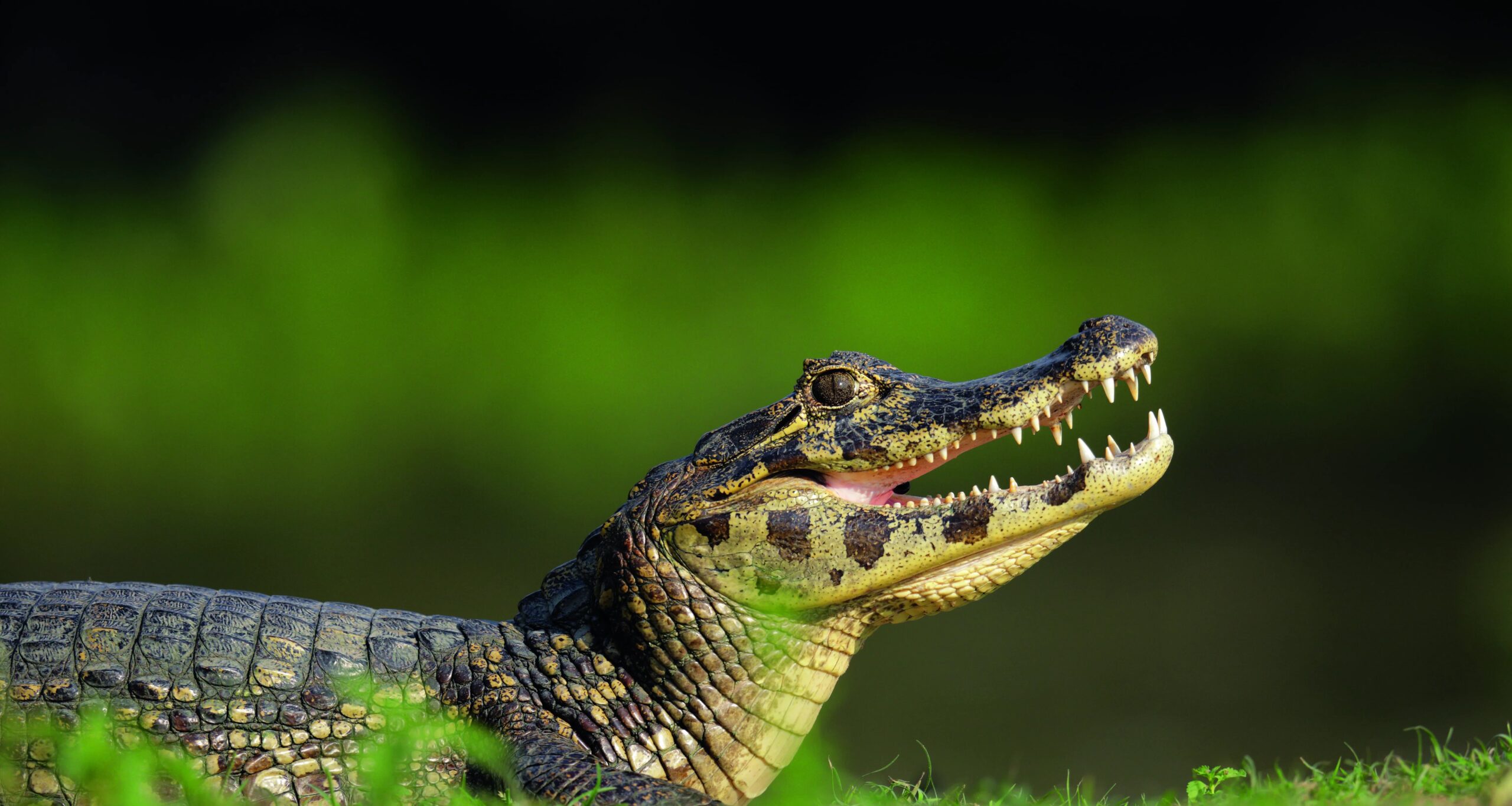 Demanda crescente por carne de jacaré estimula criação comercial e movimenta frigoríficos no país - Imagem do artigo