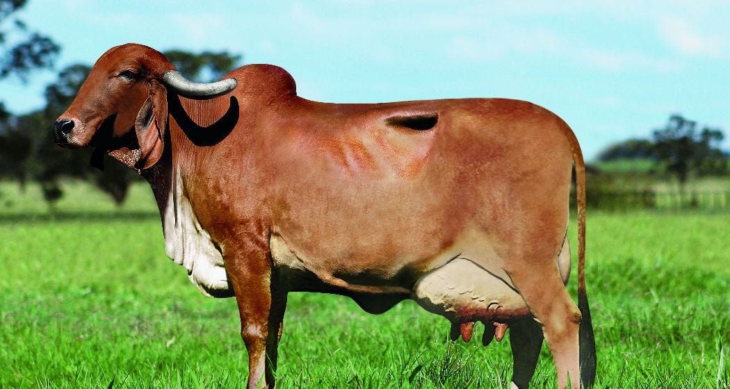 Estudo da UFRRJ aponta ambiente e perfil da doadora como fatores-chave para êxito da fertilização in vitro em gir leiteiro - Imagem do artigo