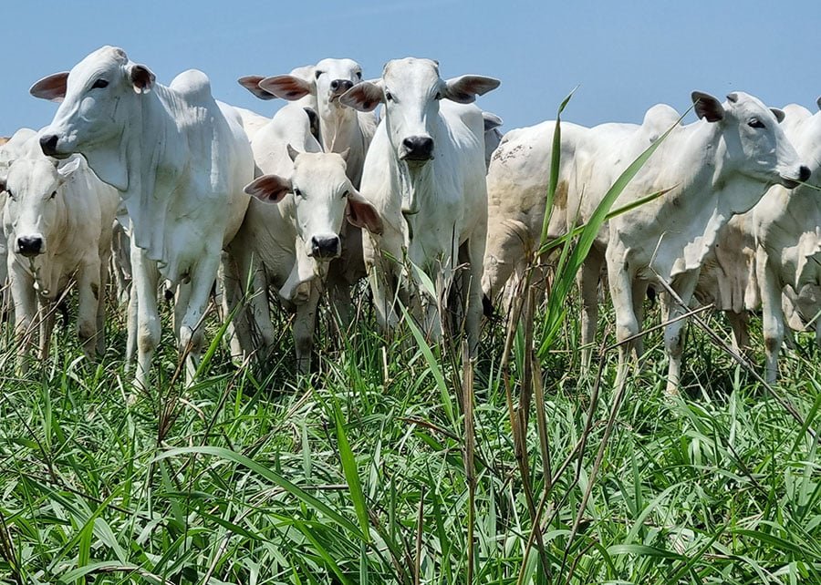 Preço do boi gordo avança novamente e arroba supera R$ 308 em Mato Grosso do Sul - Imagem do artigo original