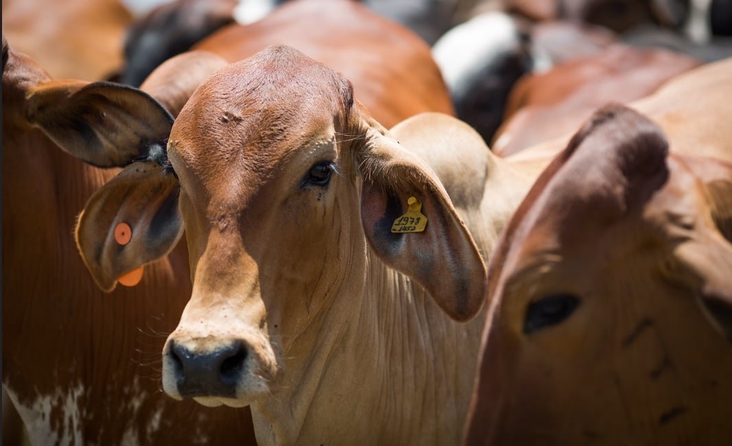 Exportação de carne bovina do Brasil bate recorde em julho mesmo após tarifa de 50% dos EUA - Imagem do artigo original