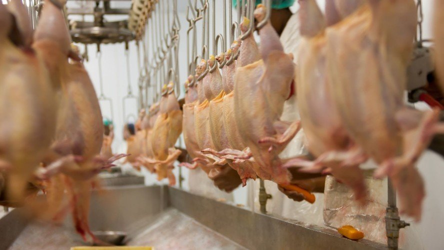 Exportadores de proteína animal lançam campanha para garantir acesso a mercados internacionais - Imagem do artigo original