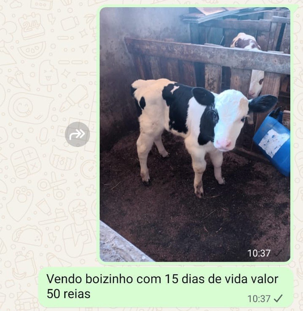 Menina de 10 anos usa R$ 50 para comprar bezerro e garante: “Não vai virar churrasco” - Imagem do artigo original