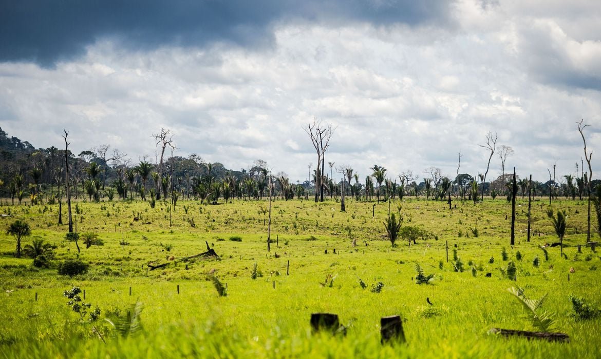 Pantanal reduz desmatamento em 72%, enquanto Amazônia registra alta de 4% em 12 meses - Imagem do artigo original