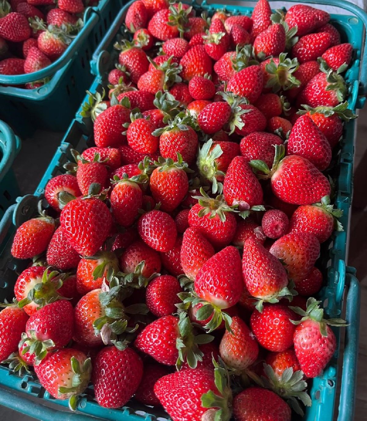 Agricultora de São Bento do Sapucaí triplica demanda após febre do “morango do amor” nas redes - Imagem do artigo original