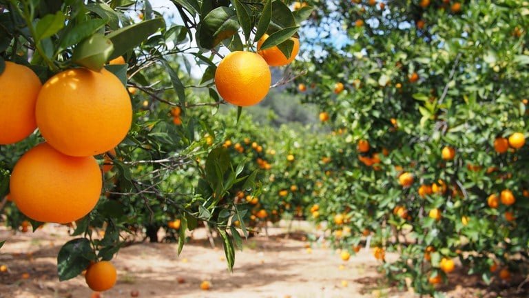 Preço da laranja para indústria avança 4,6% após decisão dos EUA sobre tarifas - Imagem do artigo original