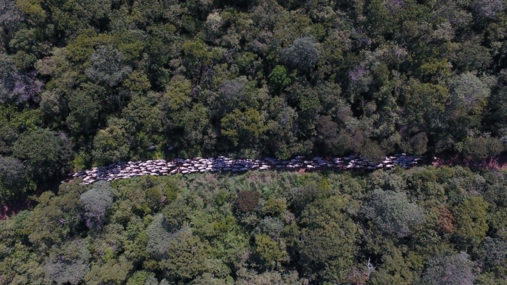 Lula sanciona nova lei de licenciamento ambiental com 63 vetos - Imagem do artigo original