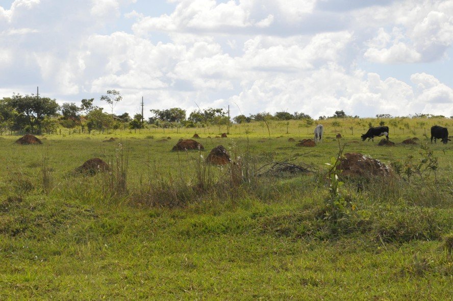 Itaú apresenta proposta para recuperar 300 mil hectares em segundo leilão do EcoInvest - Imagem do artigo original